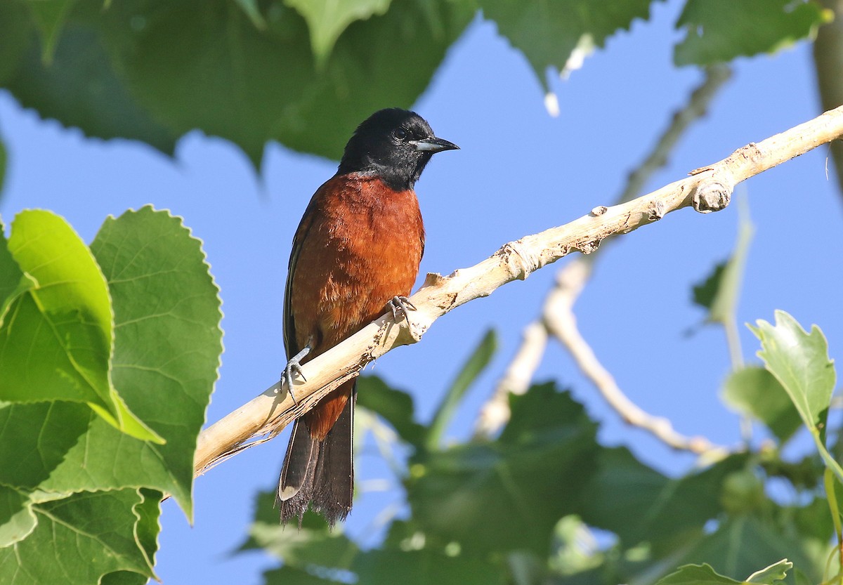 Orchard Oriole - ML464313821