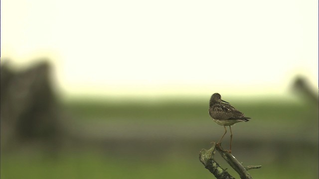 Lesser Yellowlegs - ML464314