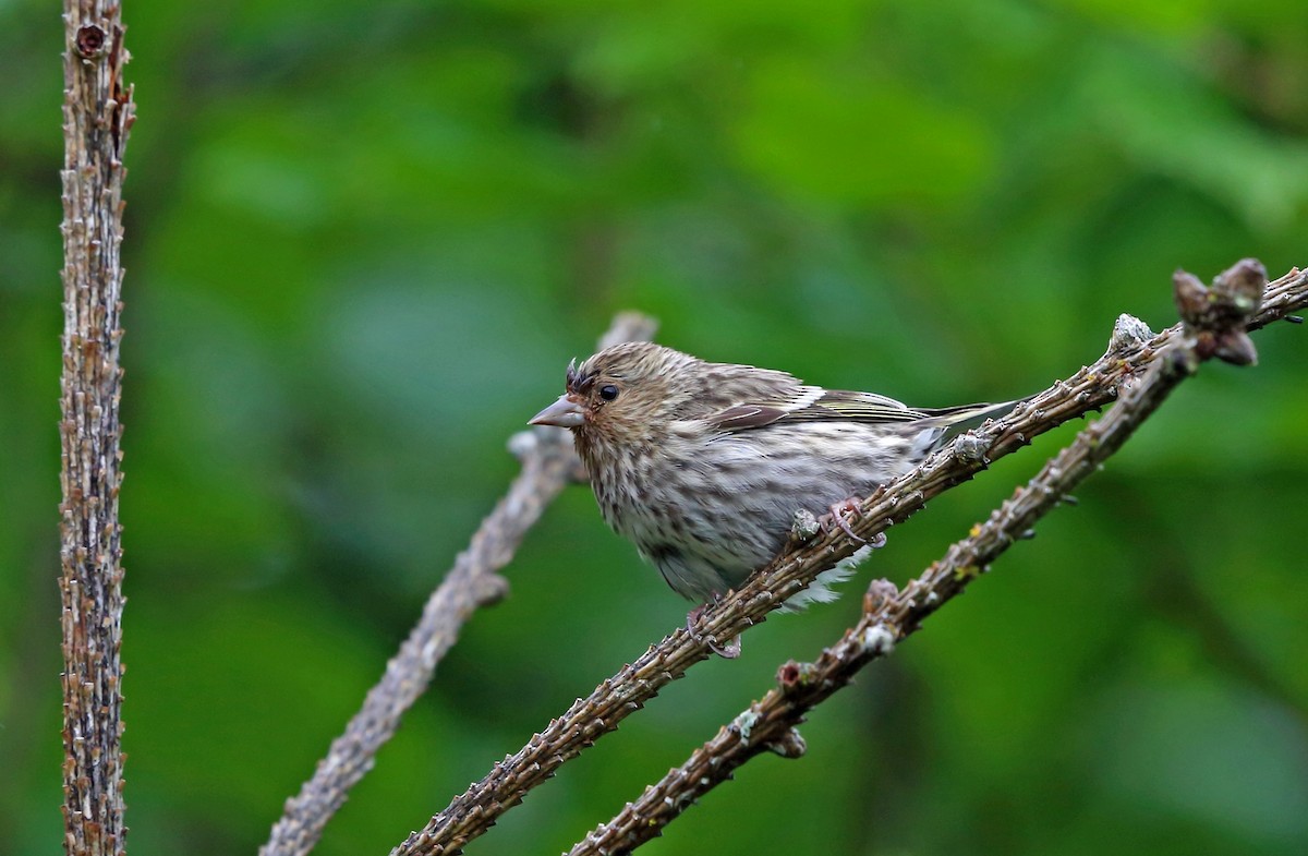 Pine Siskin - ML46431401