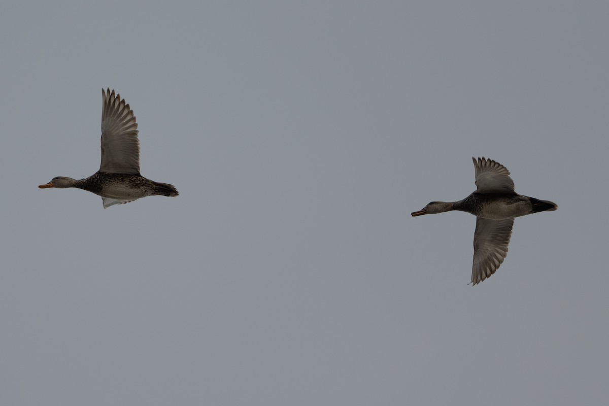 Gadwall - ML464314791