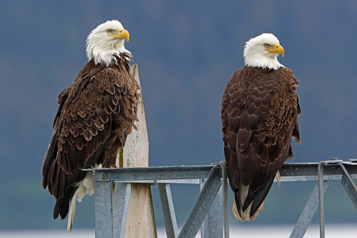 Bald Eagle - ML46431621