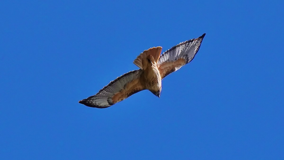 rødhalevåk - ML464317861