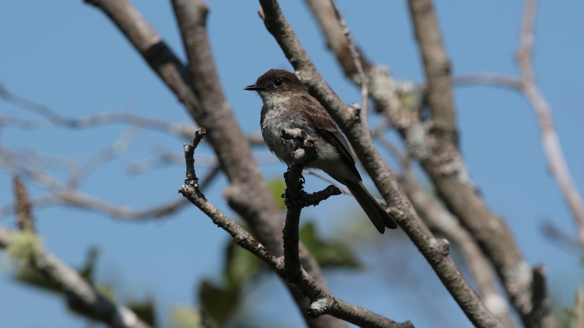 Eastern Phoebe - ML464319021