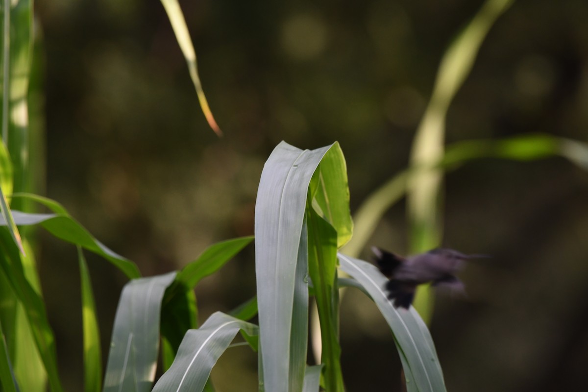 Broad-billed Hummingbird - ML464319441