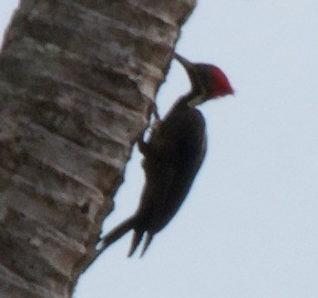 Lineated Woodpecker - ML464319481