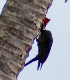 Lineated Woodpecker - ML464319491