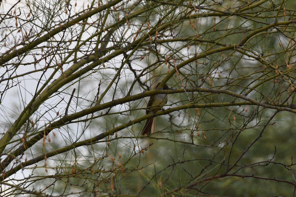 Brown-crested Flycatcher - ML464319511