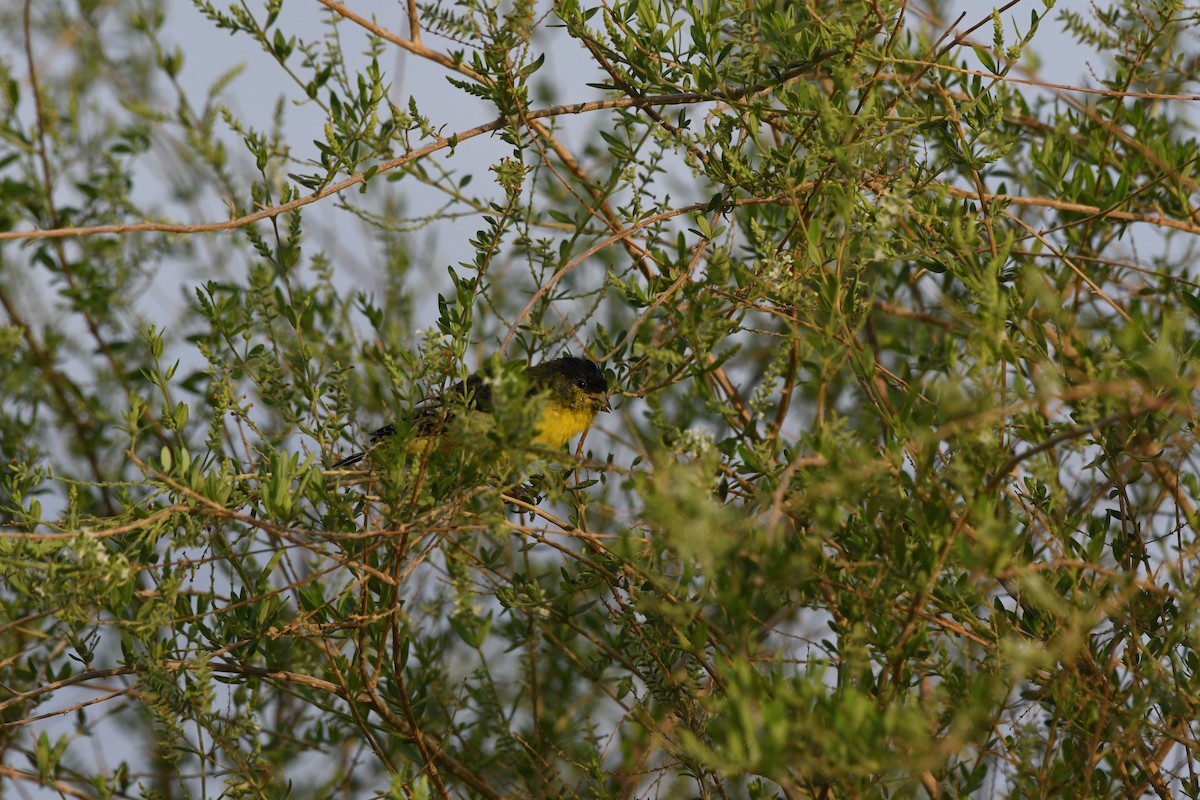 Lesser Goldfinch - ML464319661