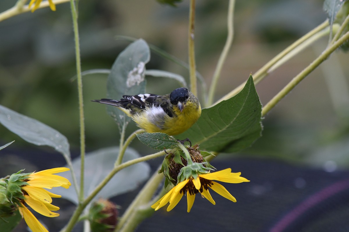 Lesser Goldfinch - ML464319671