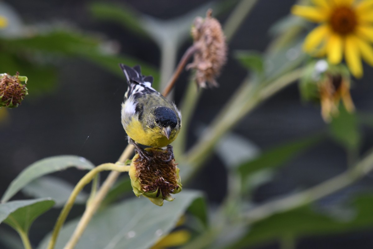 Lesser Goldfinch - ML464319701