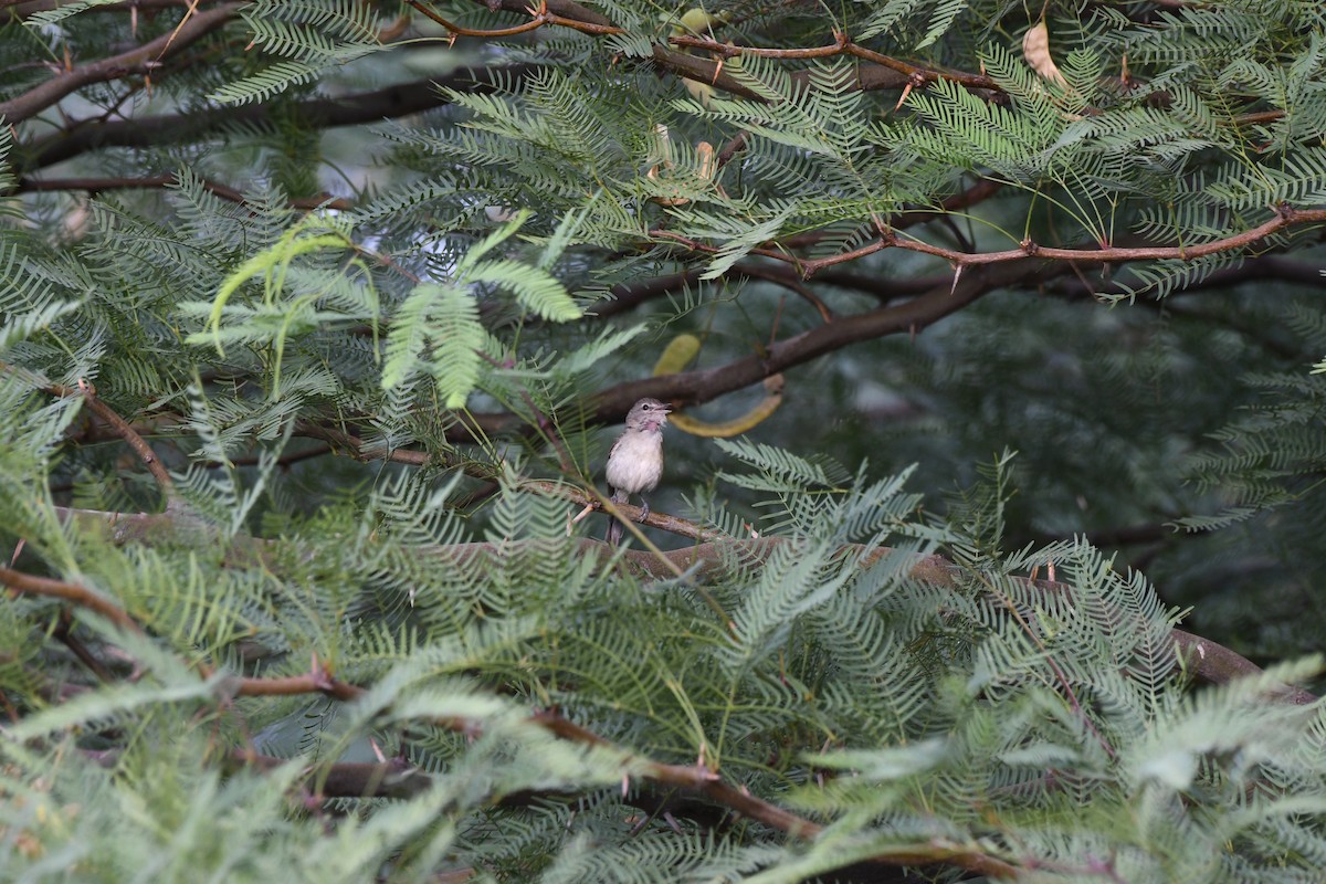 Vireo de Bell (arizonae) - ML464319851