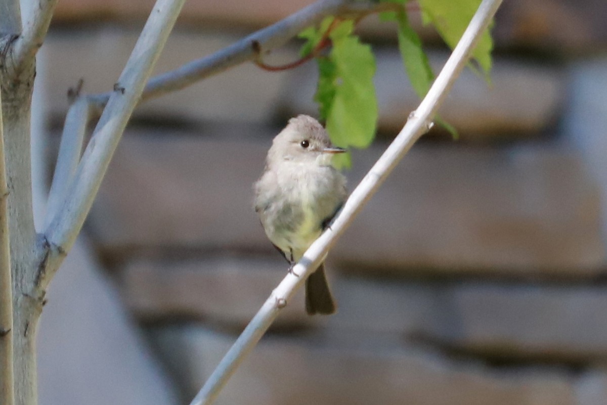 Western Wood-Pewee - ML464319961