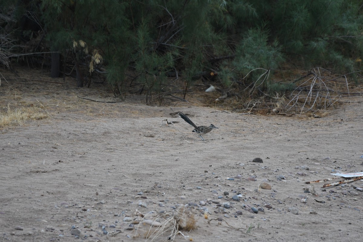 Greater Roadrunner - ML464320031