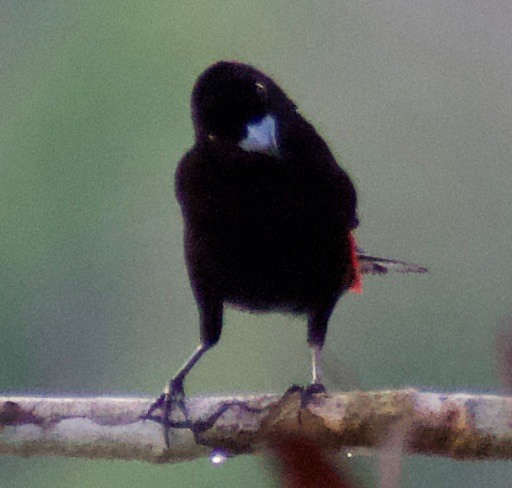 Scarlet-rumped Tanager - Asher Perla