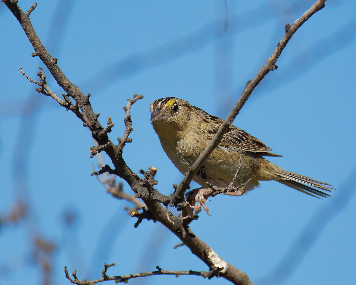 Grasshopper Sparrow - ML464320641