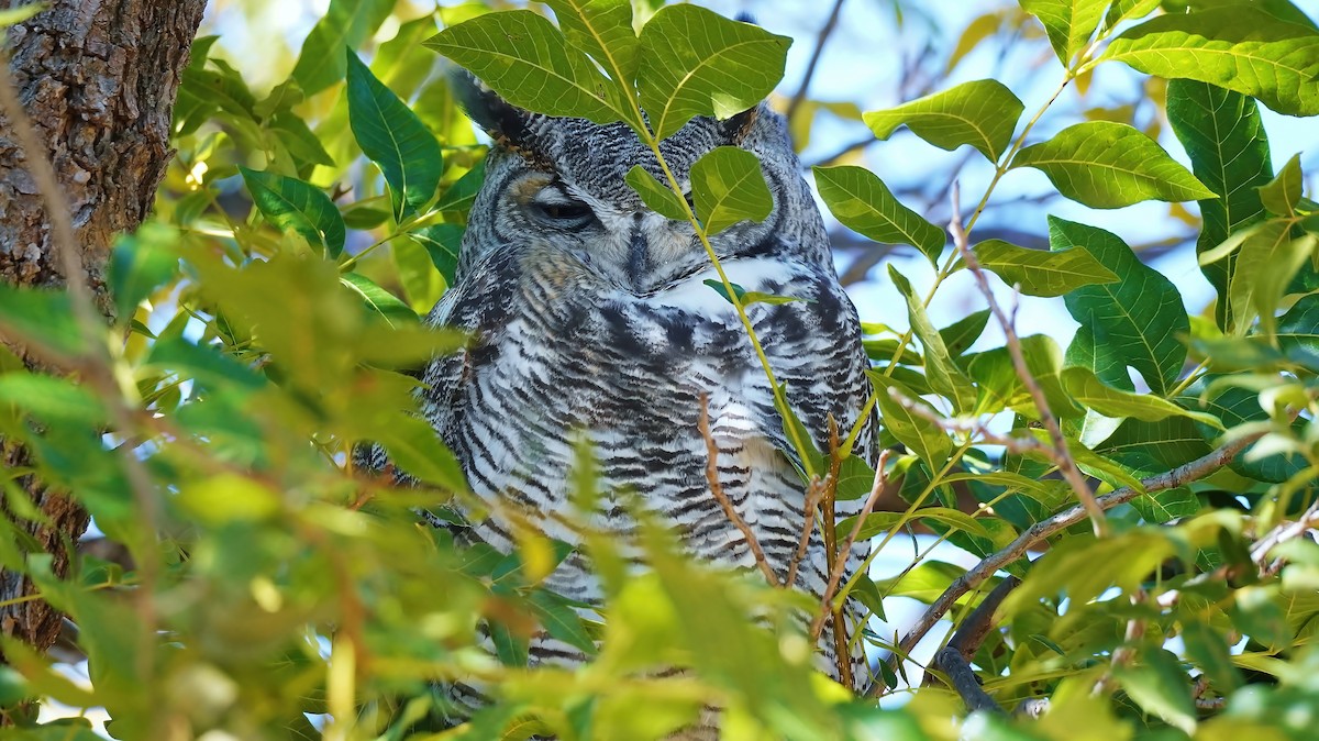 Great Horned Owl - ML464320901