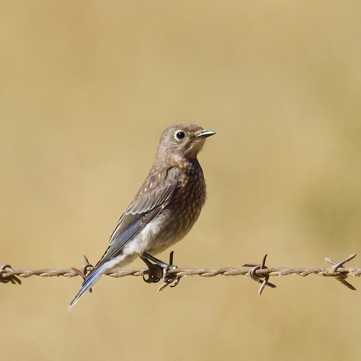 Western Bluebird - ML464320921