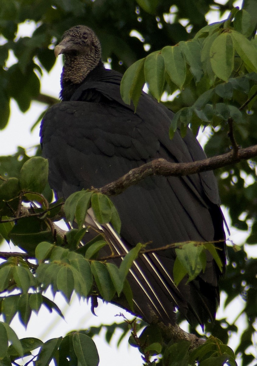 Black Vulture - Asher Perla