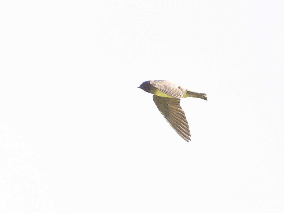 Cliff Swallow - ML464322211