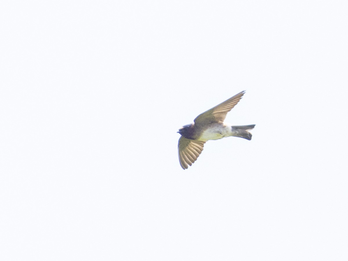 Cliff Swallow - ML464322221