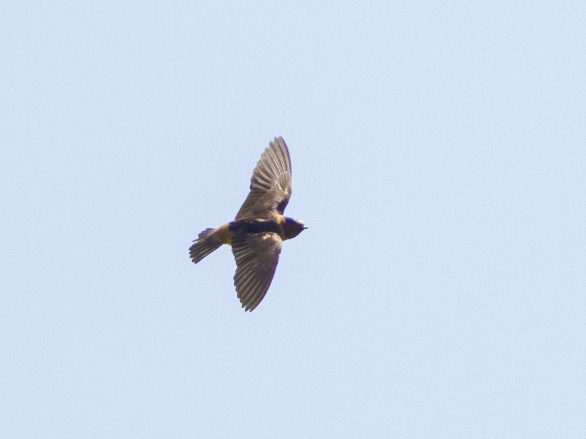 Cliff Swallow - ML464322231