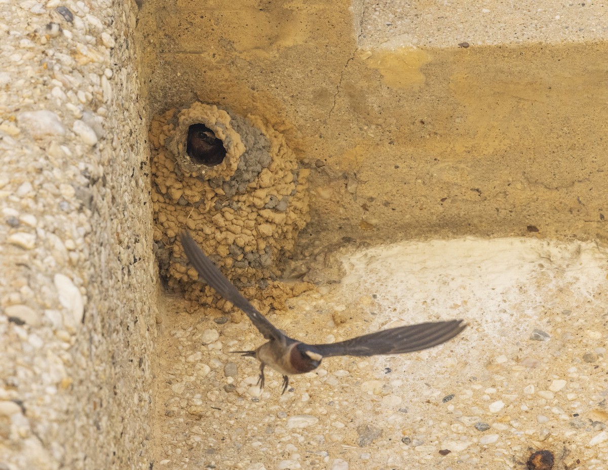 Cliff Swallow - ML464322341