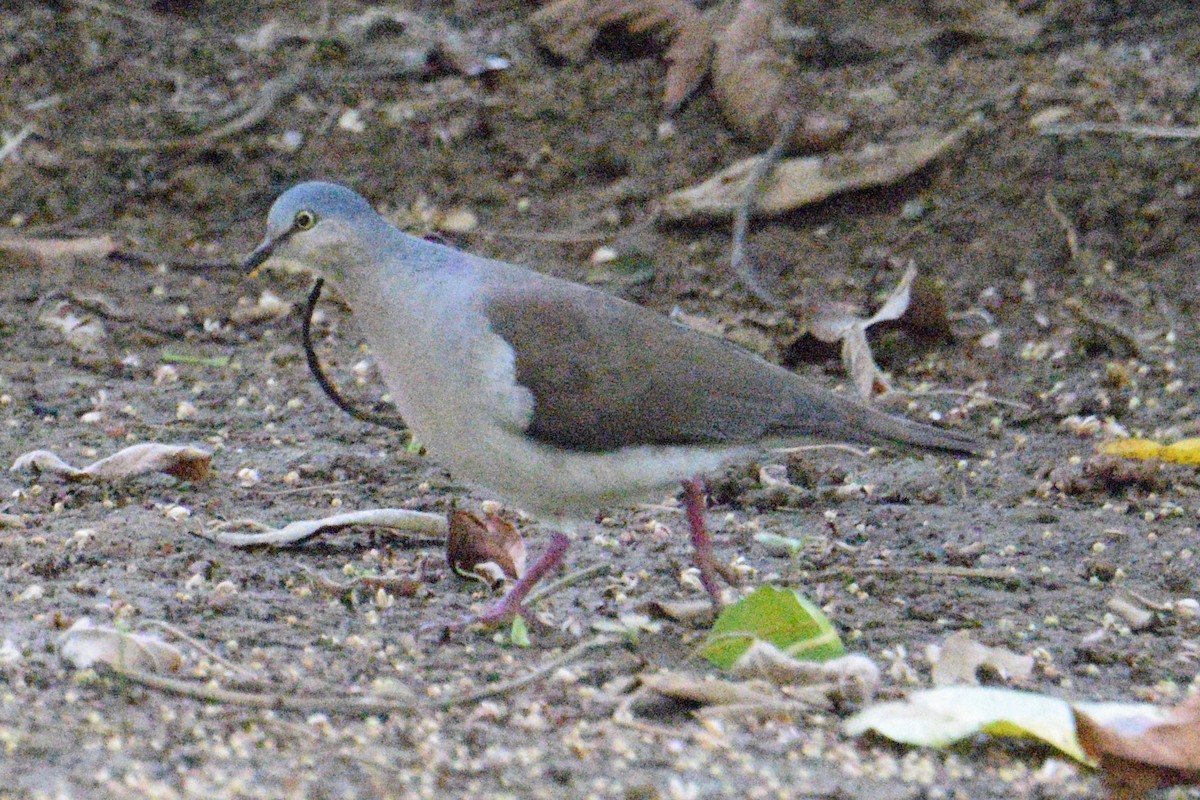 Gray-headed Dove - Haynes Miller