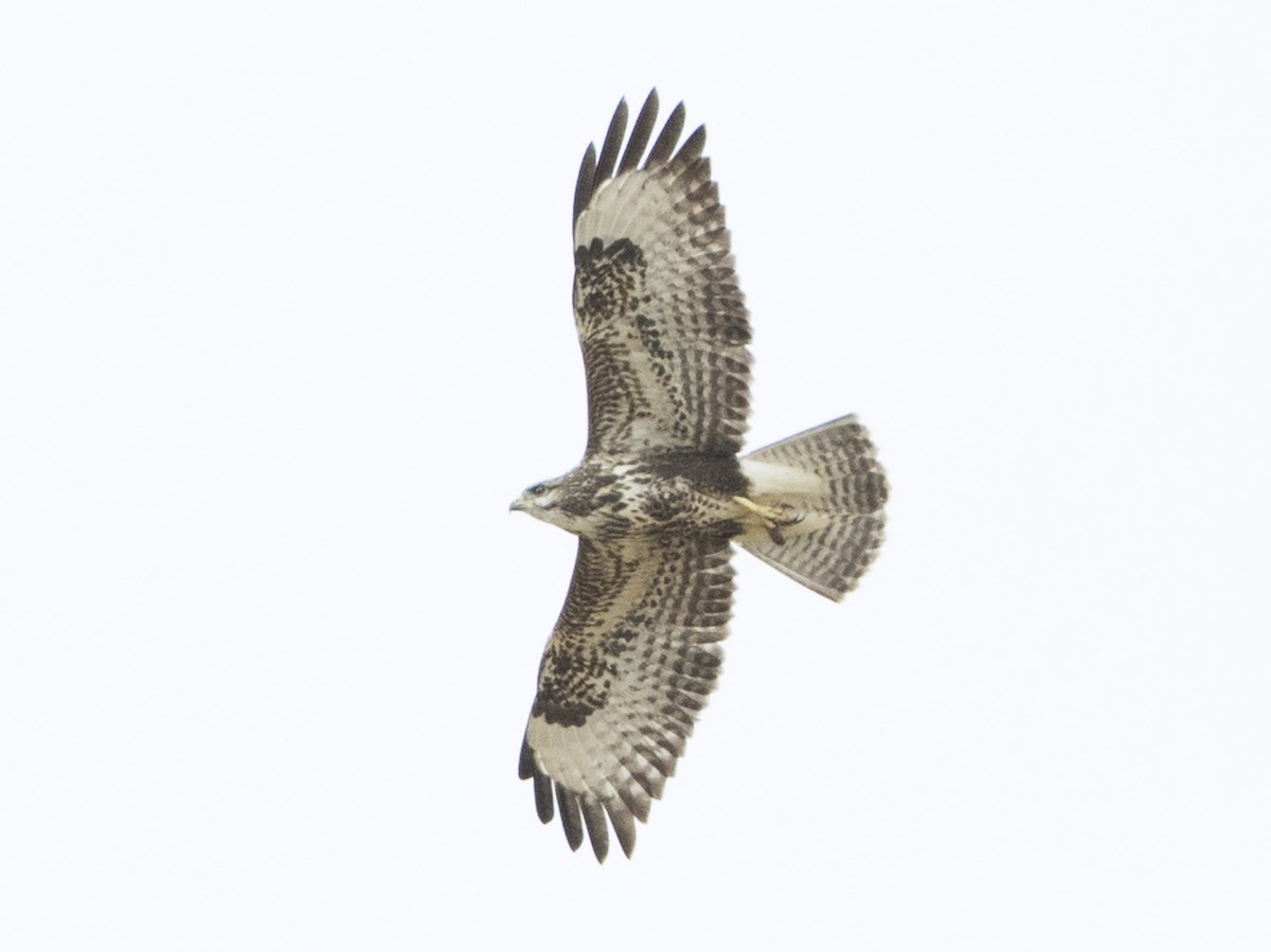 Juvenile intermediate morph (Western)