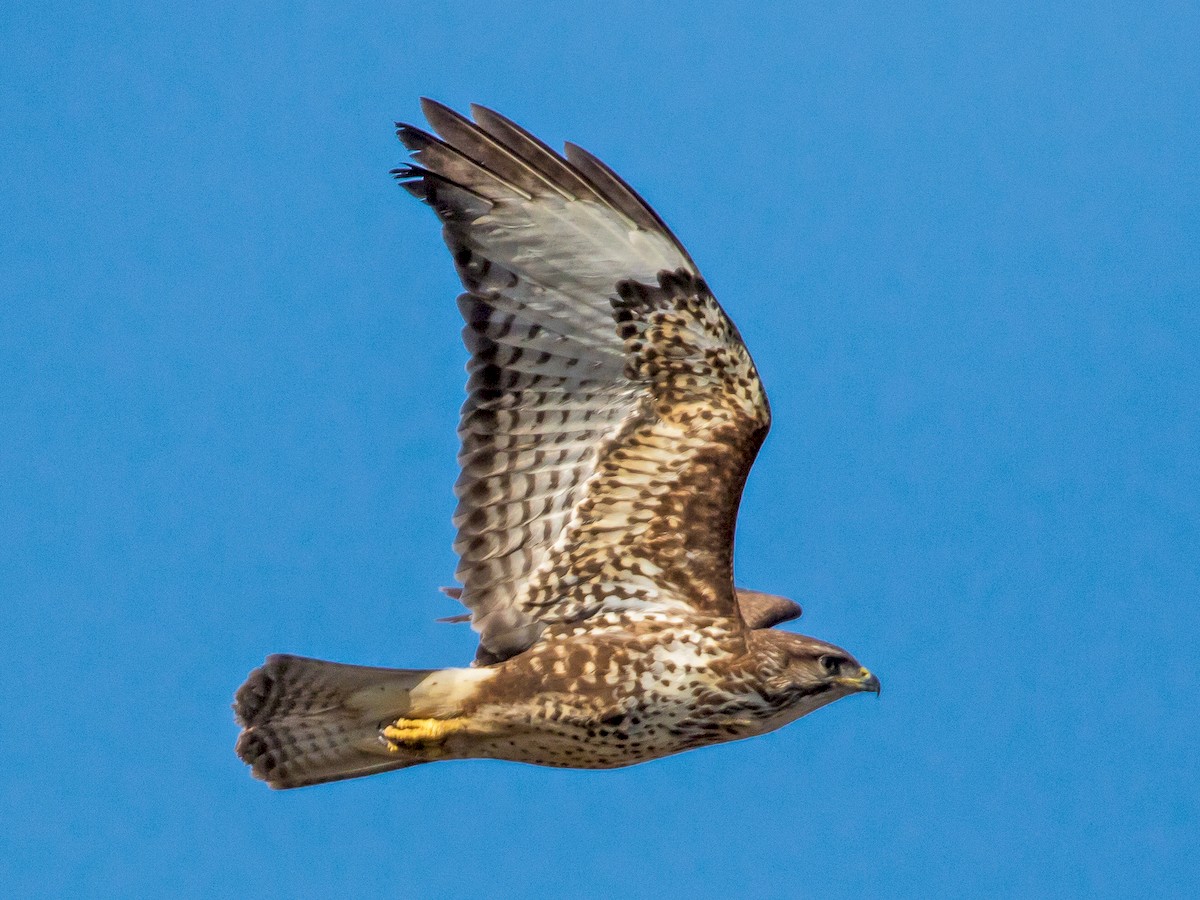 Adult intermediate morph (Western)