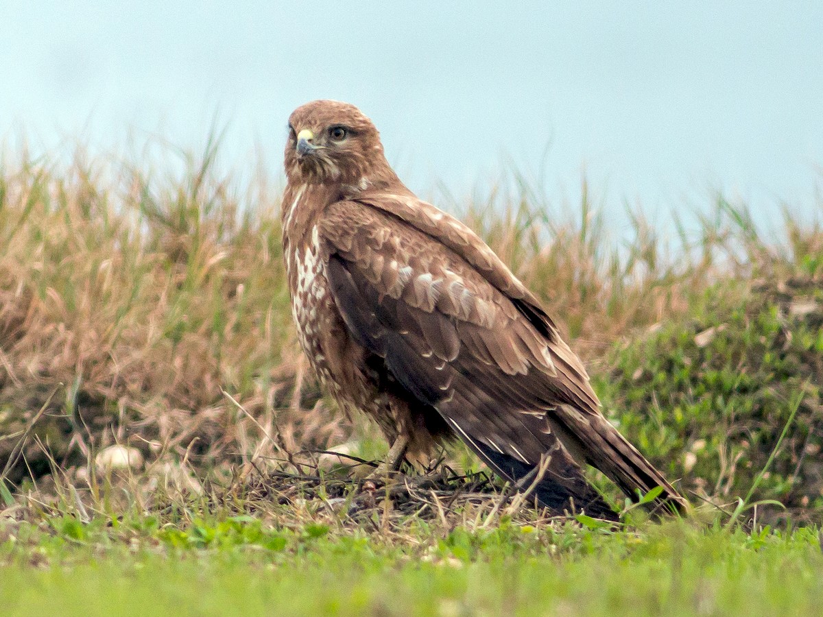 Adult intermediate morph (Western)