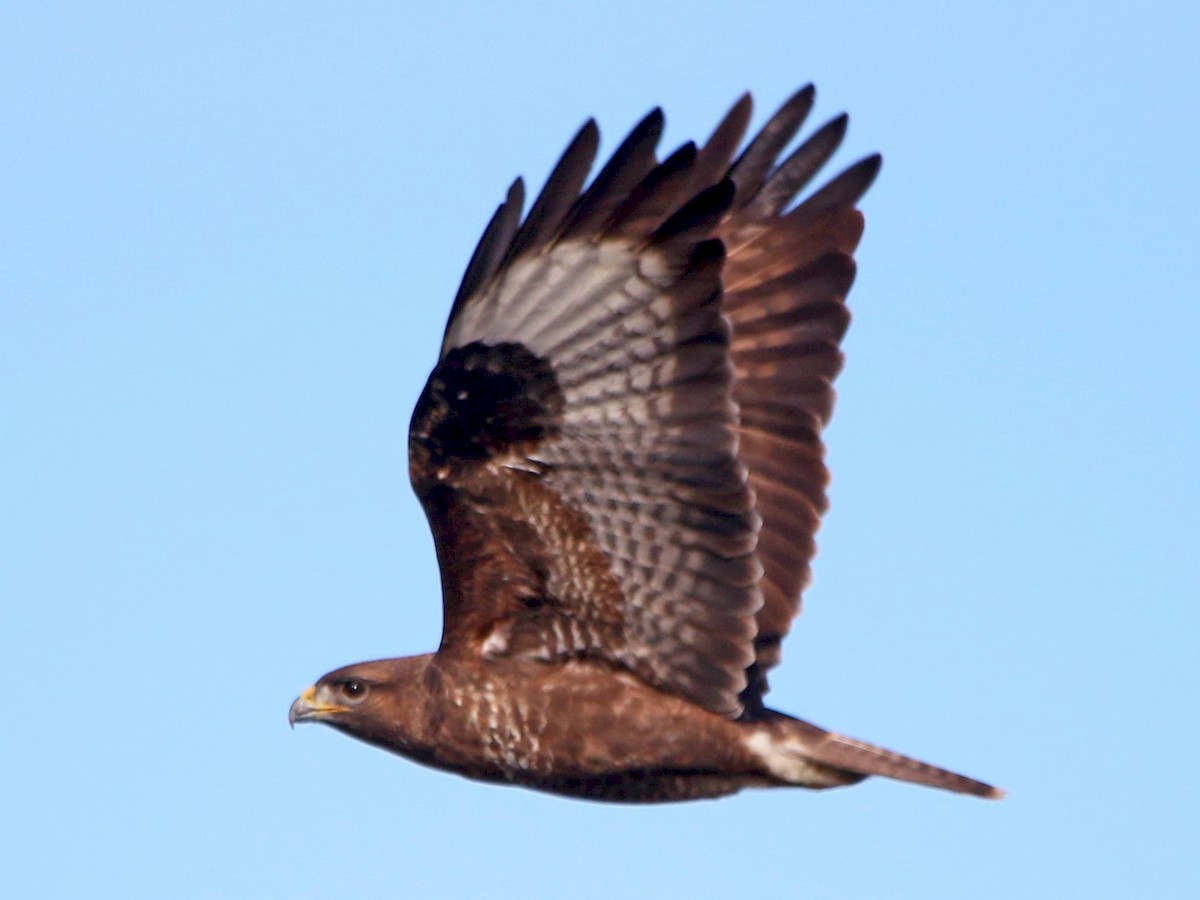 Adult dark morph (Western)