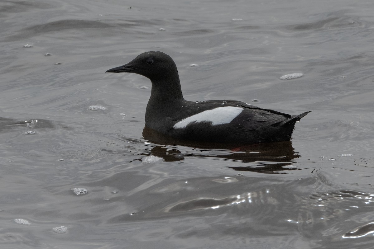 Black Guillemot - ML464323761