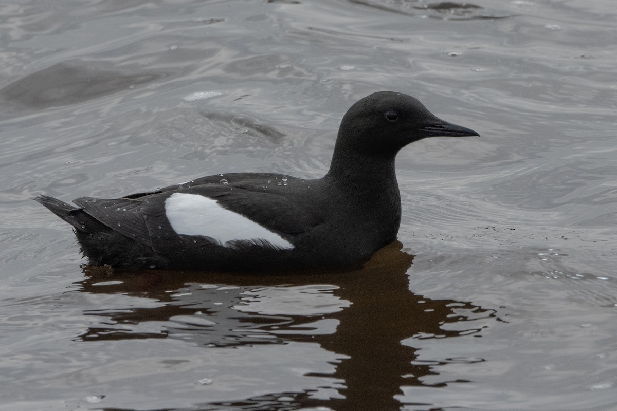 Black Guillemot - ML464323771