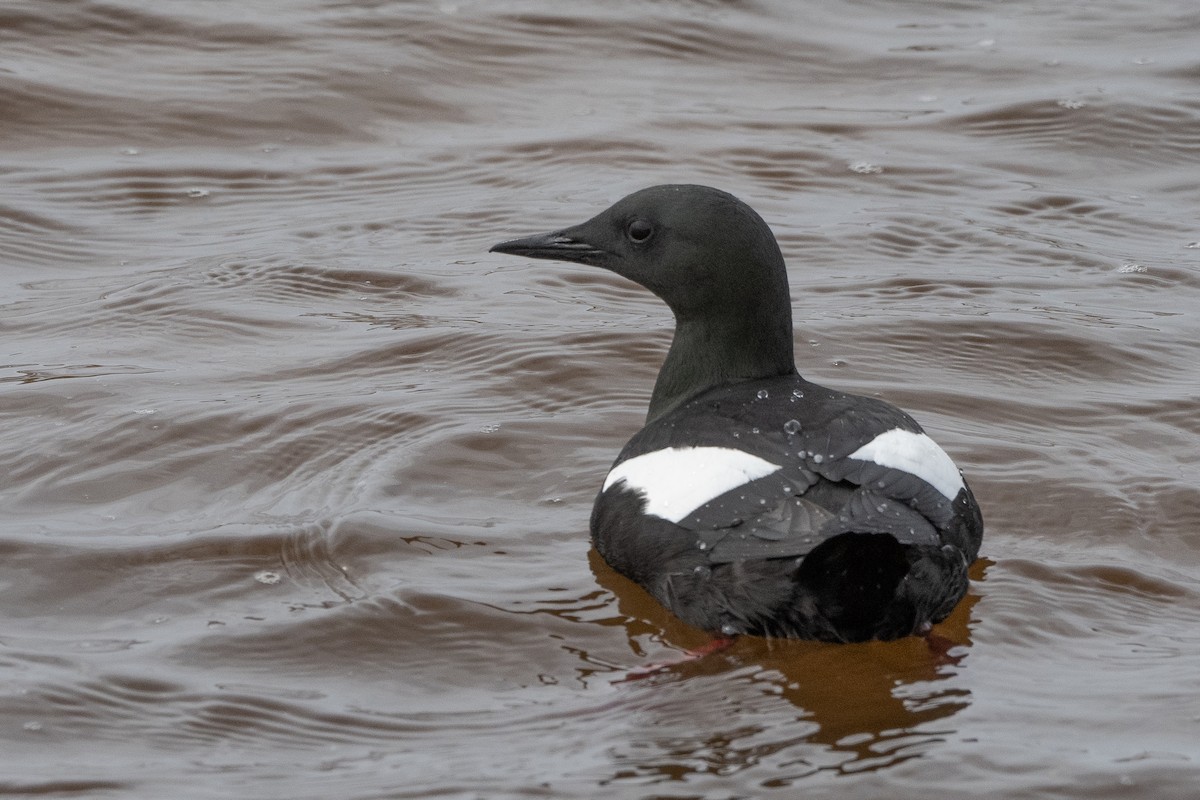 Black Guillemot - ML464323781