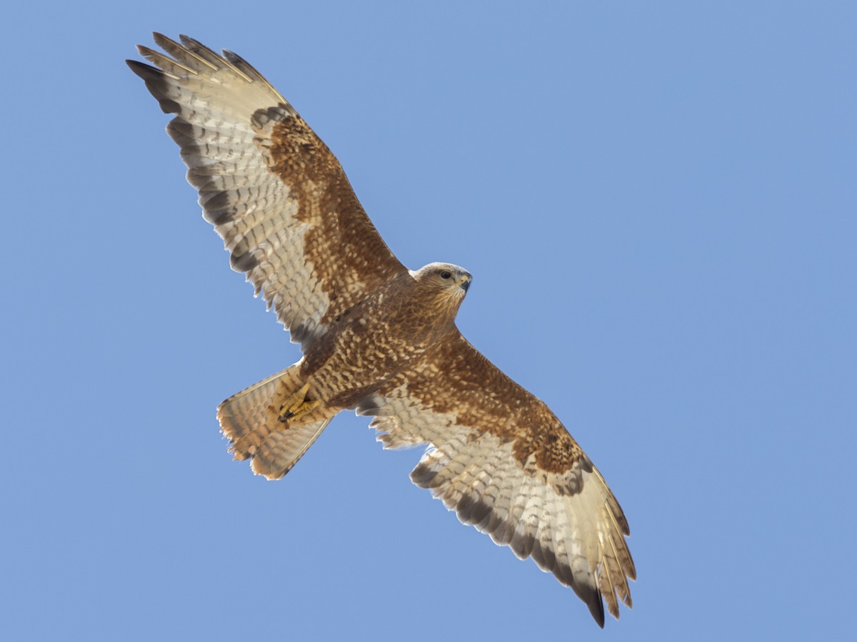 Adult intermediate morph (Steppe)