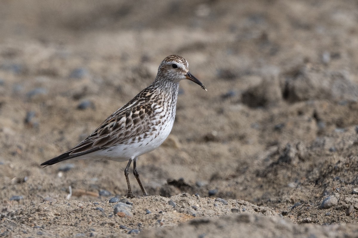 White-rumped Sandpiper - ML464324171