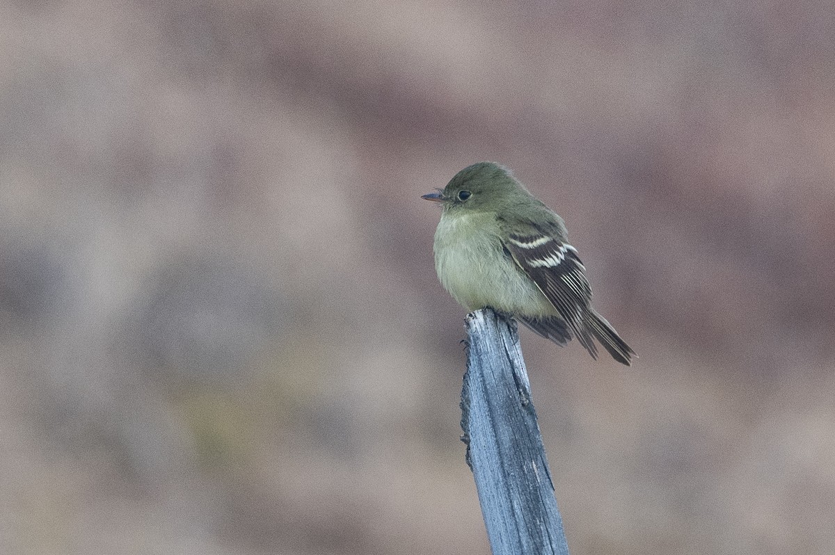 Yellow-bellied Flycatcher - ML464327991