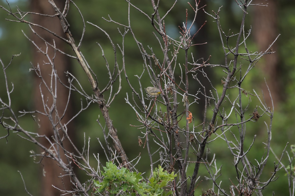 Virginia's Warbler - ML464331911