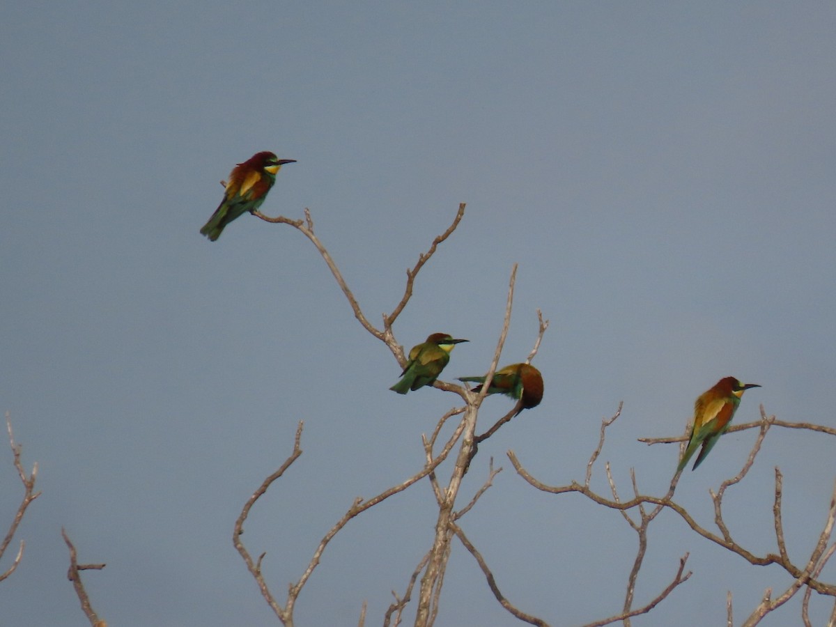 European Bee-eater - ML464333561