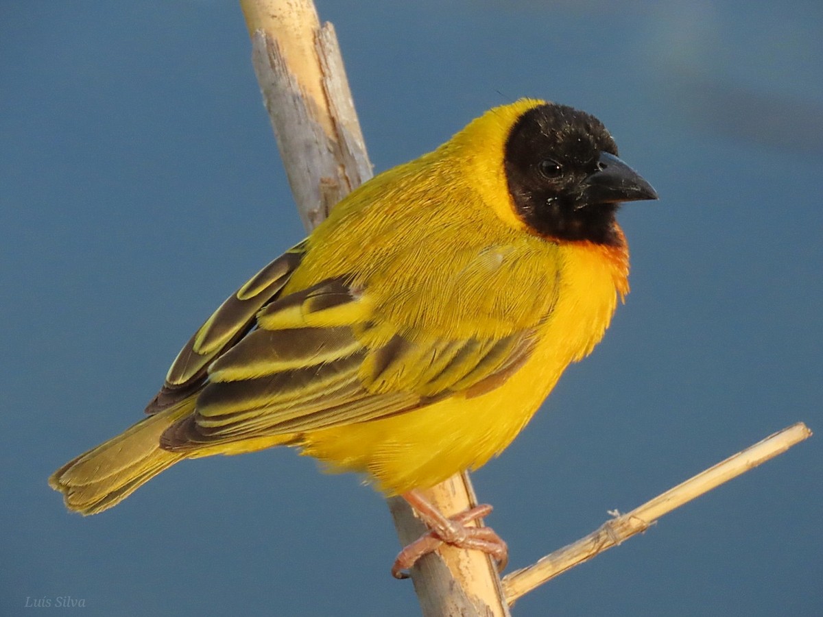 Black-headed Weaver - ML464333911