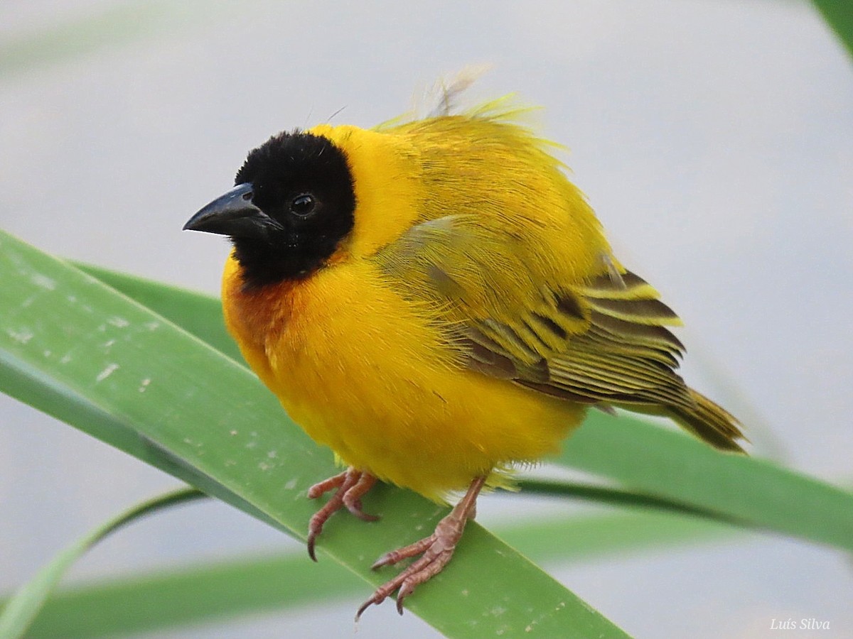 Black-headed Weaver - ML464333921