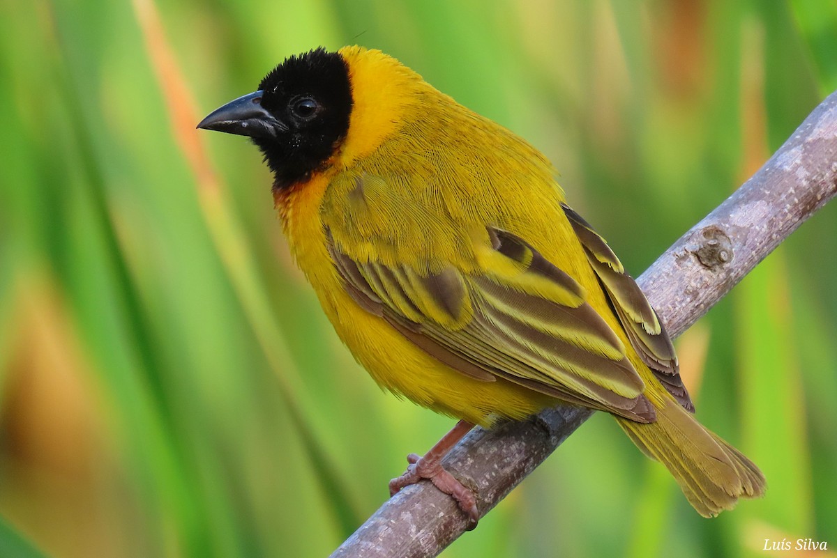 Black-headed Weaver - ML464334131