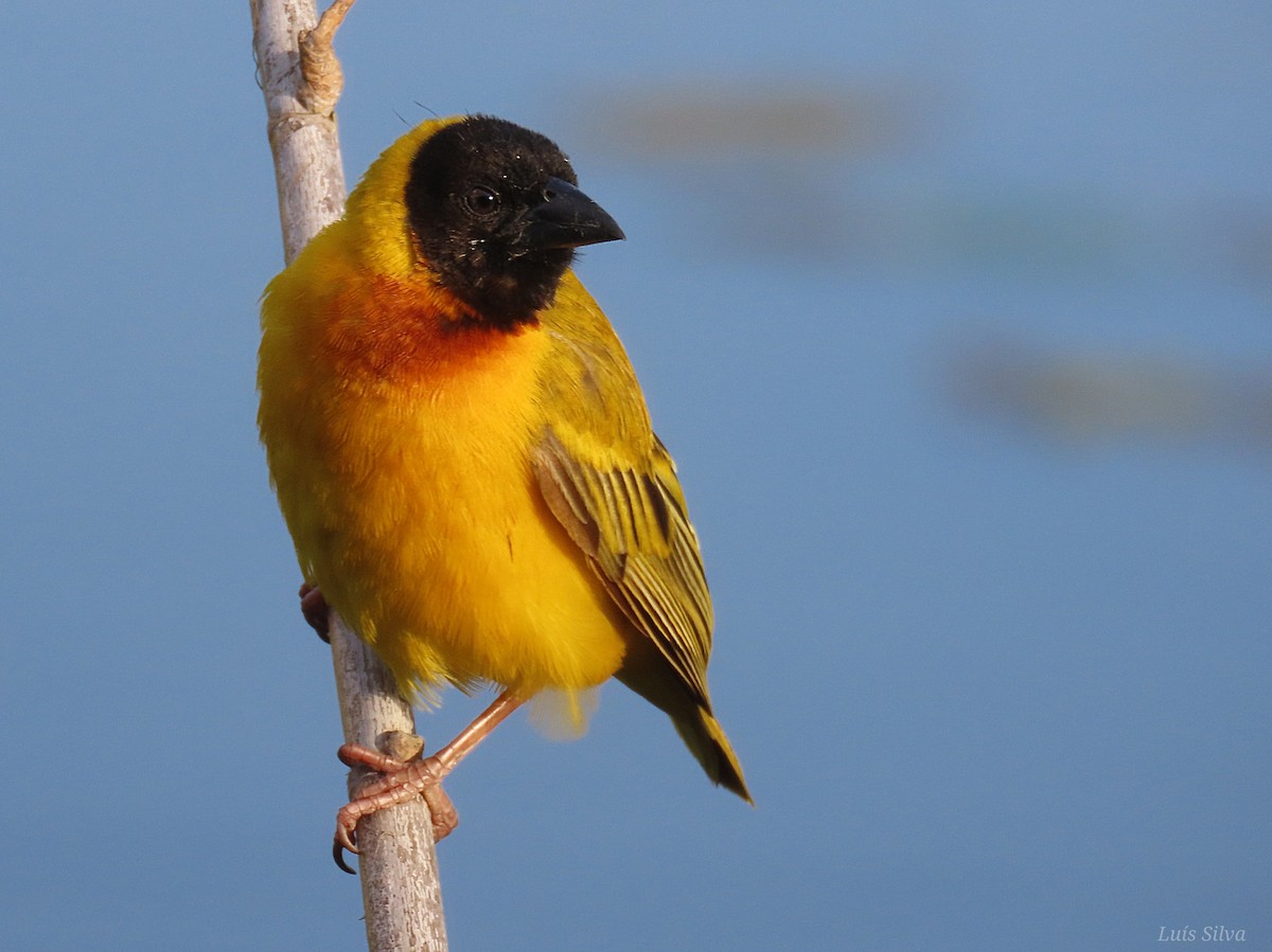 Black-headed Weaver - ML464334221