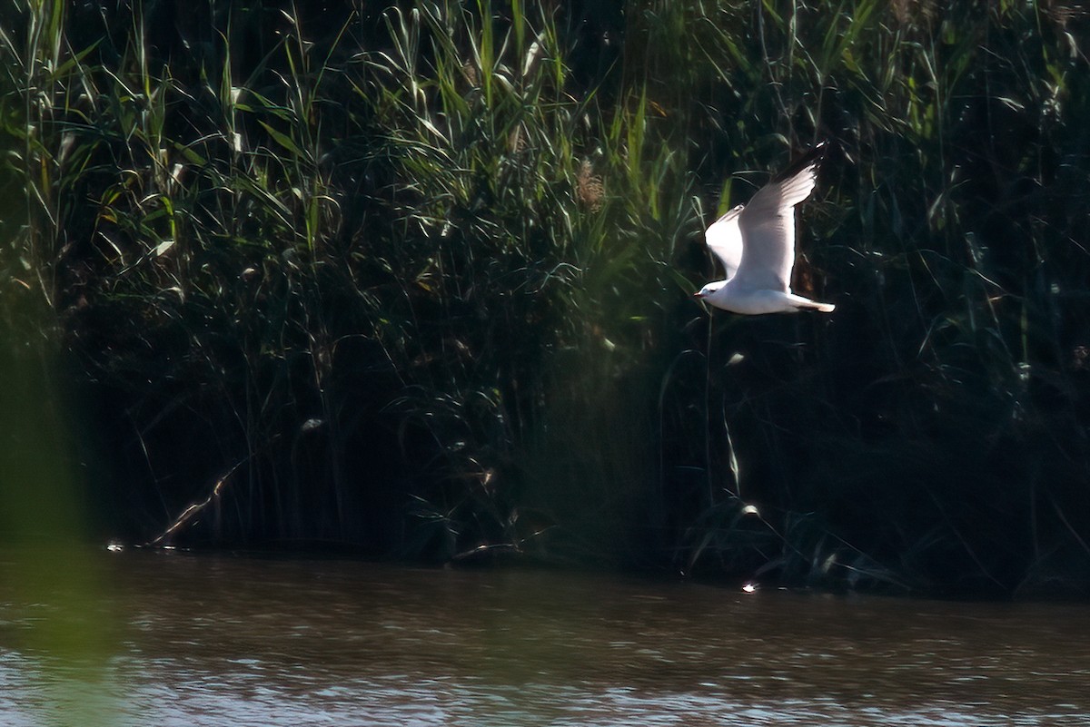 racek zelenonohý - ML464334931