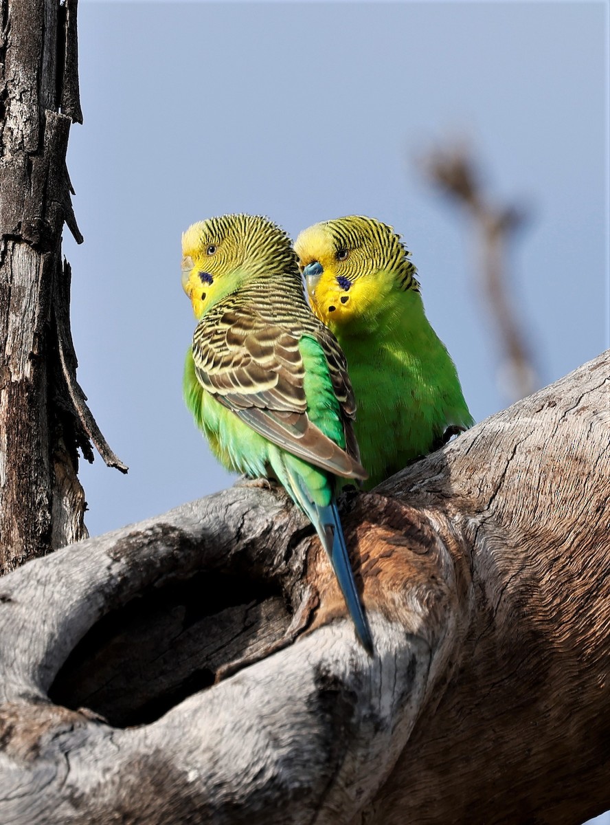 Budgerigar - ML464337361