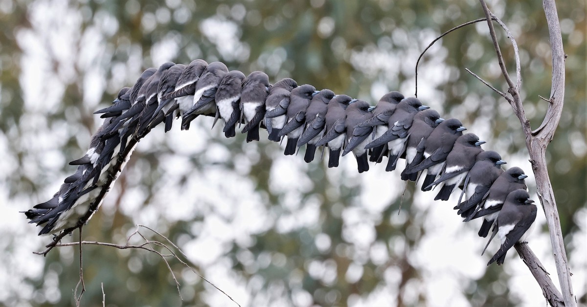 White-breasted Woodswallow - Mary Clarke