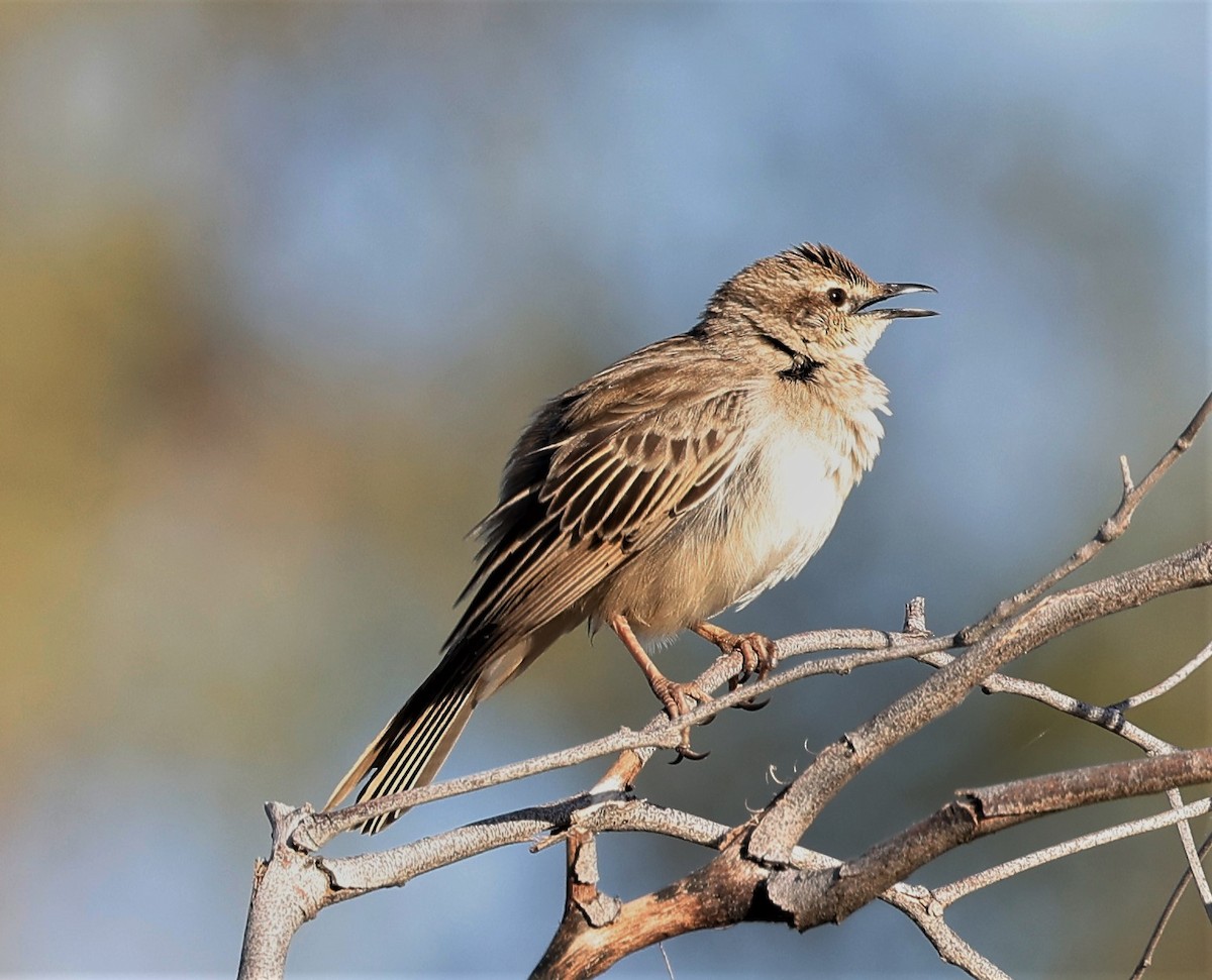 Rufous Songlark - Mary Clarke