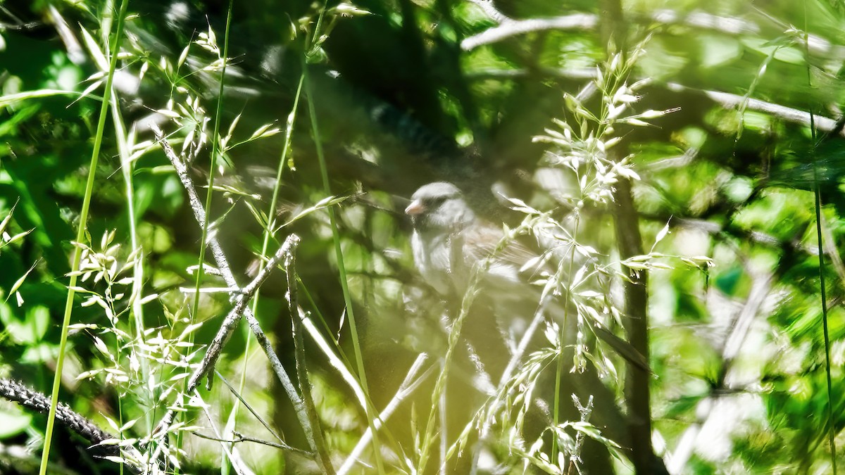 Black-chinned Sparrow - ML464338131