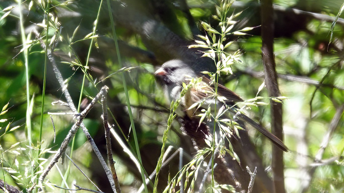 Black-chinned Sparrow - ML464338161