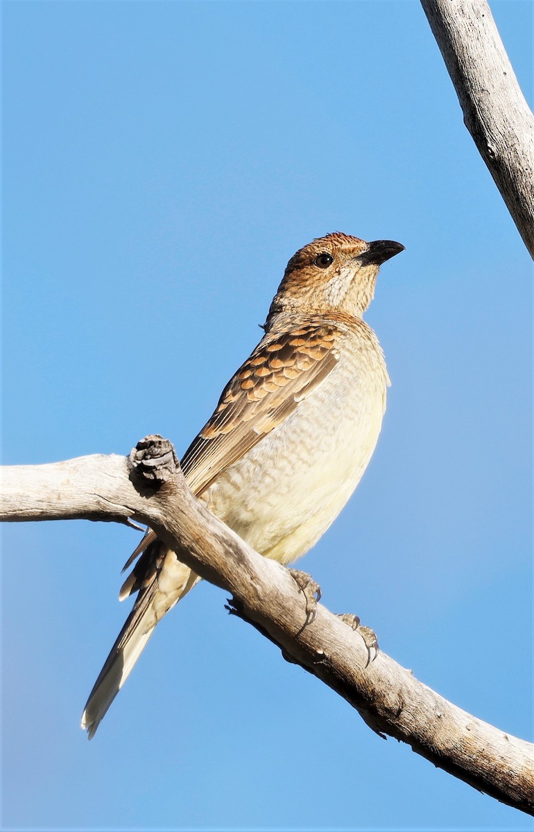 Spotted Bowerbird - ML464338271